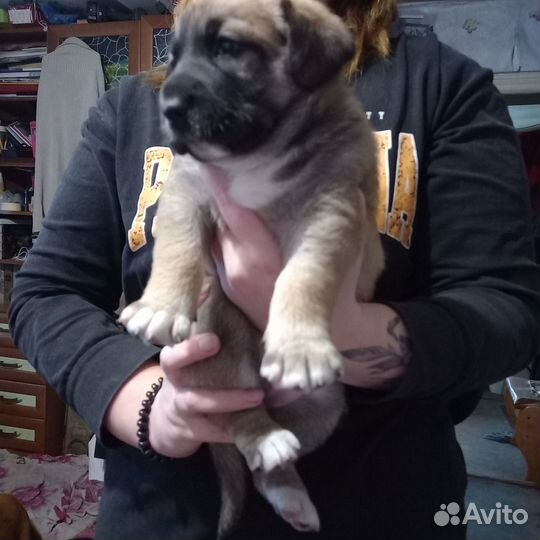 Собаки щенки