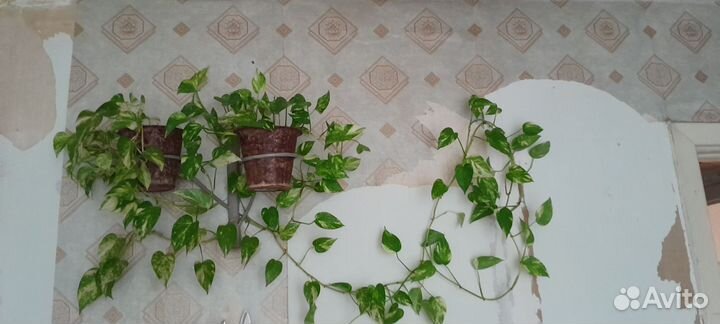 Сциндапсус