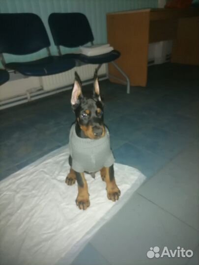 Купировка ушей, хвостов, прибылых пальцев