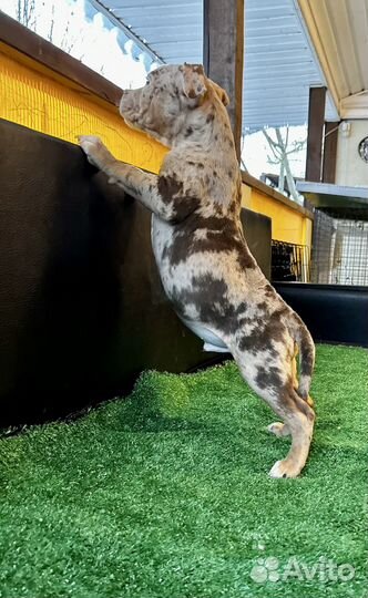 Американский булли покет мини