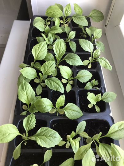 Рассада астр, циннии, иссопа