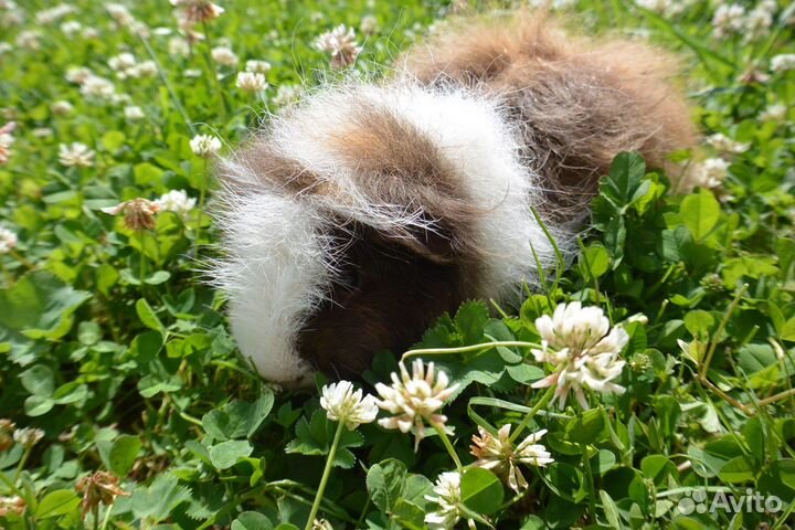 Морская свинка пушистая