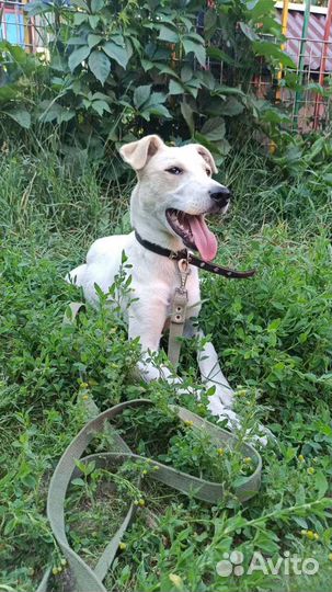 Щенок мальчик