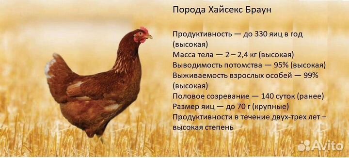 В продаже молодки