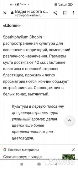 Спатифиллум mini сорт Шопен и сорт Алана