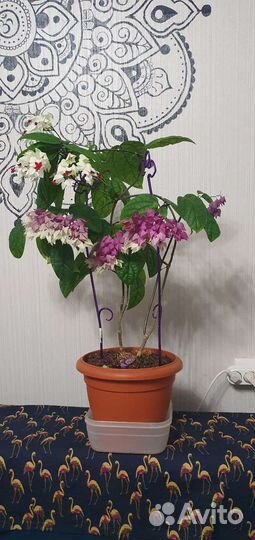 Клеродендрум семена