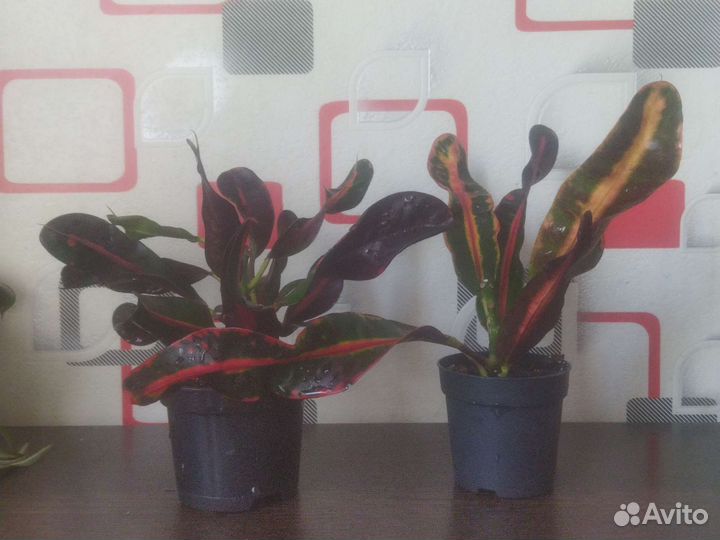 Кодеиум мамми