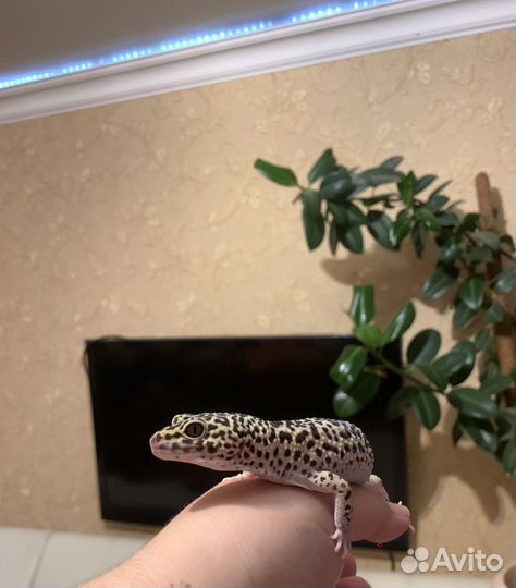 Эублефар самец