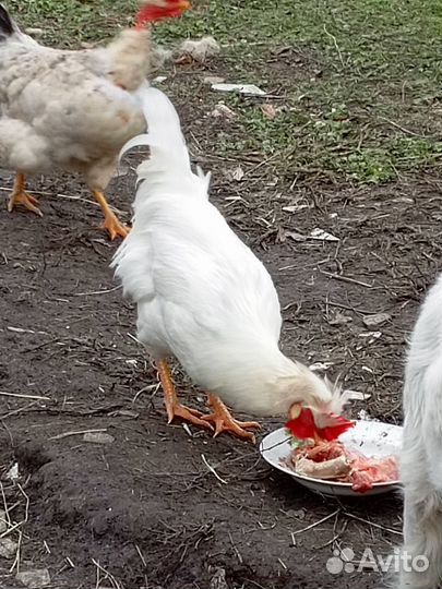 Молодые петухи