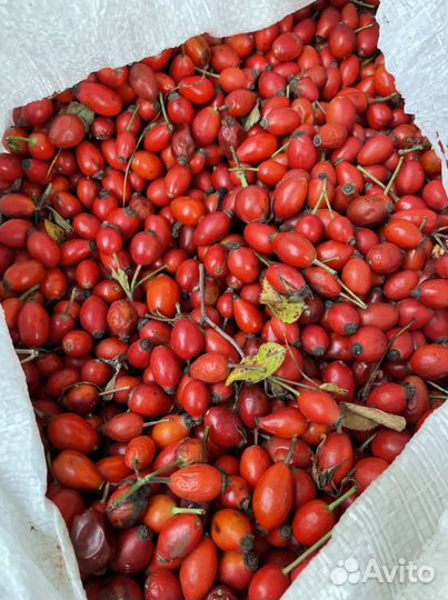 Шиповник плоды