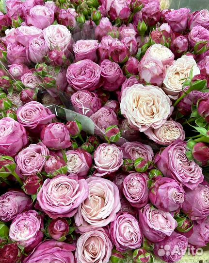 Кустовые Пионовидные розы с доставкой Букеты