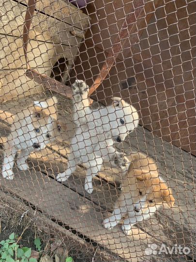 Западно сибирская лайка