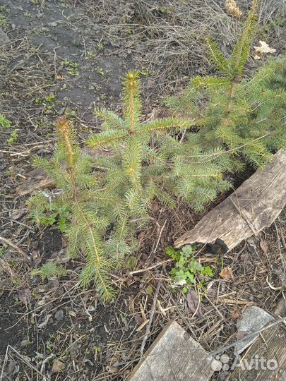 Ель голубая