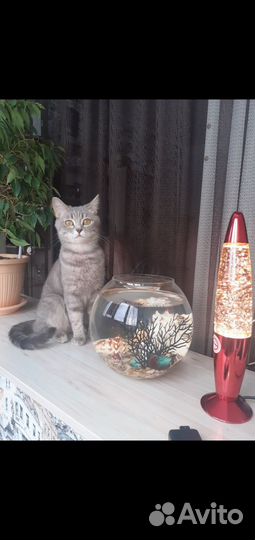 Шотландская кошка в добрые руки