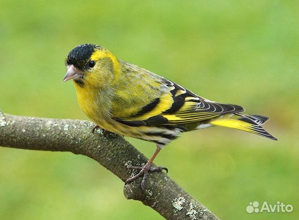 Певчие лесные птицы