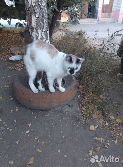 Котик в добрые руки, в дар