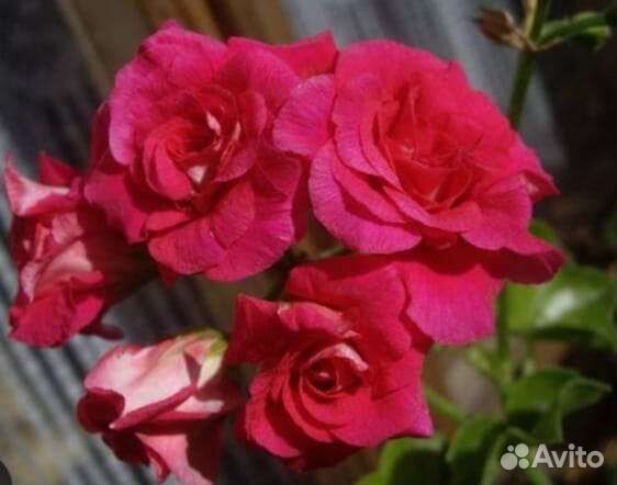 Цветы для дома