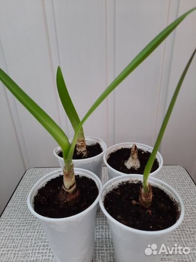 Комнатные цветы