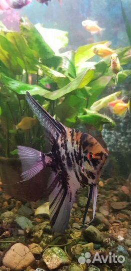 Аквариумные рыбки