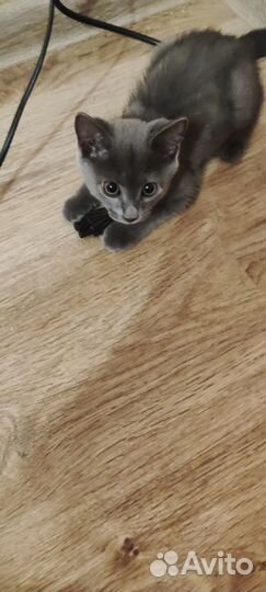 Отдам в добрые руки