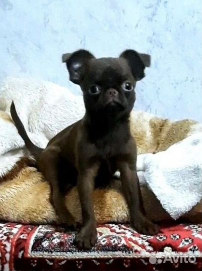 Пти брабансон девочка