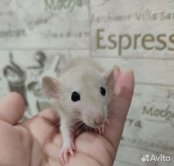 Крысята дамбо