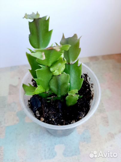 Декабрист белый