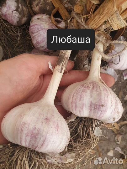 Крупный озимый чеснок