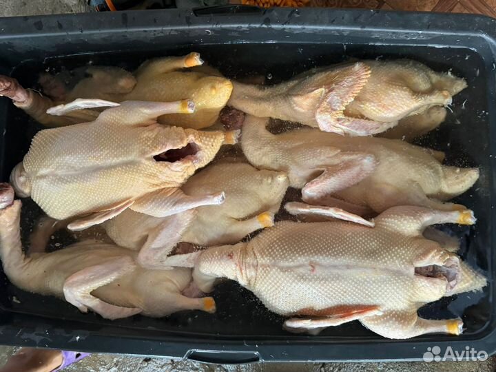 Мясо утки Муларда