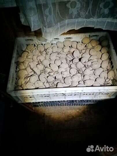 Сменной картофель