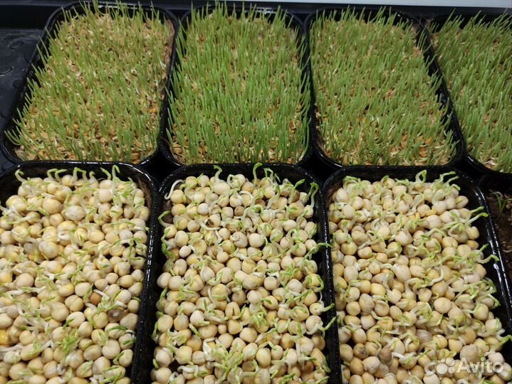 Лотки, агровата, коврики для микрозелени, растений