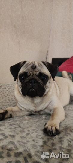 Вязка мопс девочка