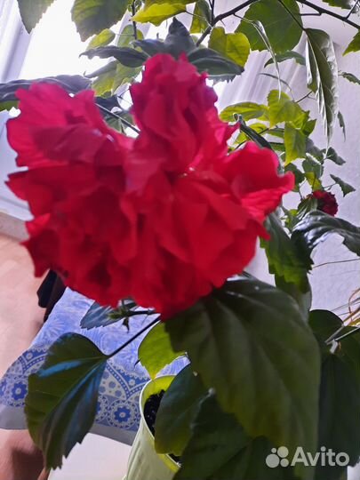 Гибискус китайская роза