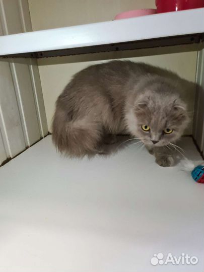 Кошка в дар