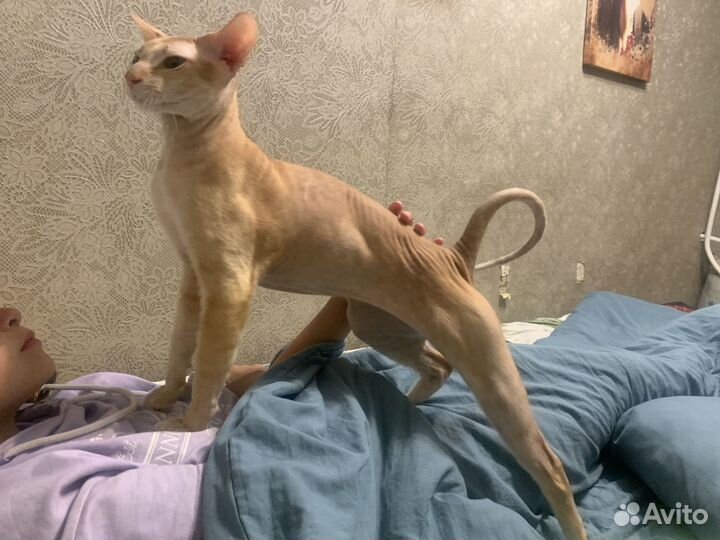 Донской сфинкс вязка