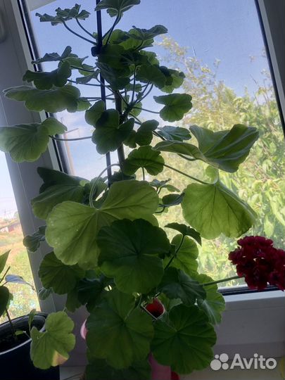 Цветы комнатные(Герань)