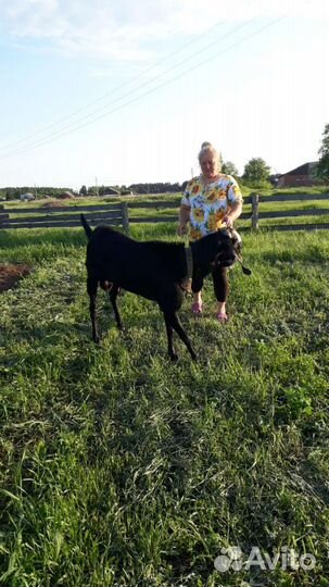 Козел на вязку