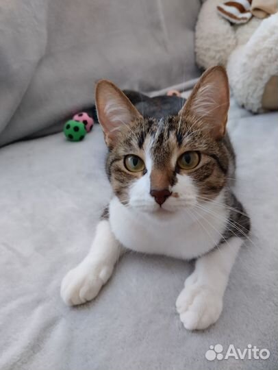 Джесси ищет дом, настоящий дом