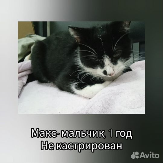 Кот