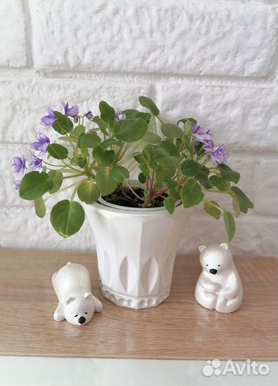 Цветы комнатные, фикус,бегония,коллизия