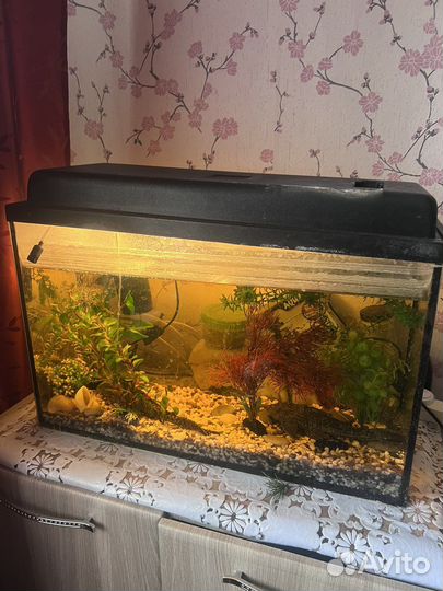 Аквариум 50л