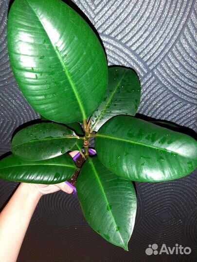 Фикус каучуконосный