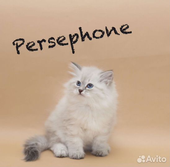 Невская маскарадная с отличной родословной