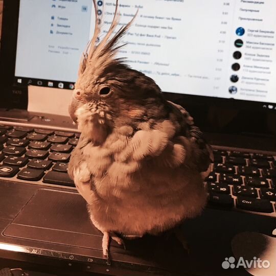 Передержка птиц