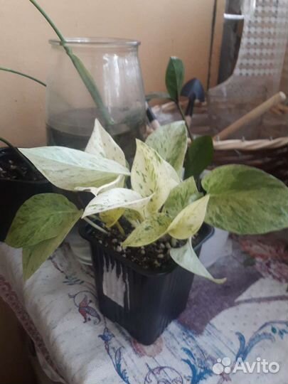 Марбл квин сциндапсус