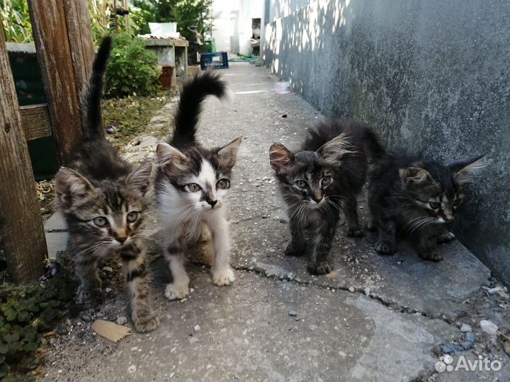 Котята в добрые руки