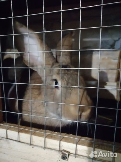 Кролики мясных пород