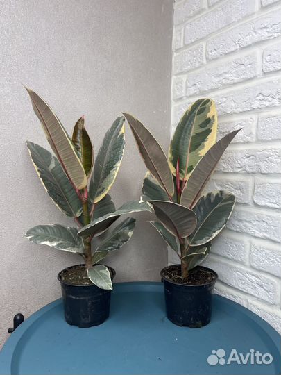 Фикус каучуконосный тинеке комнатные цветы