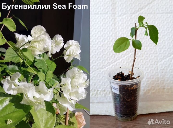 Бугенвиллии из домашней коллекции