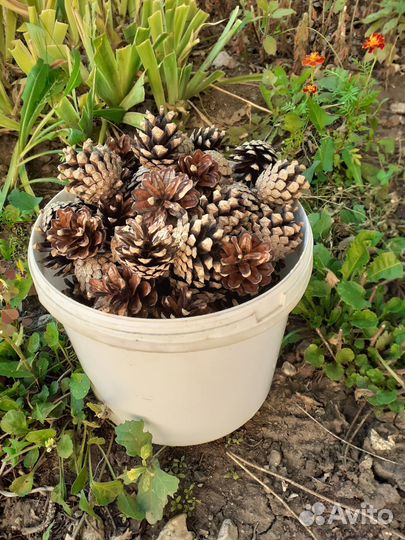 Шишки сосновые